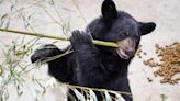 Black bear cub, all alone in the wild, finds home in Durham. Now help name him.