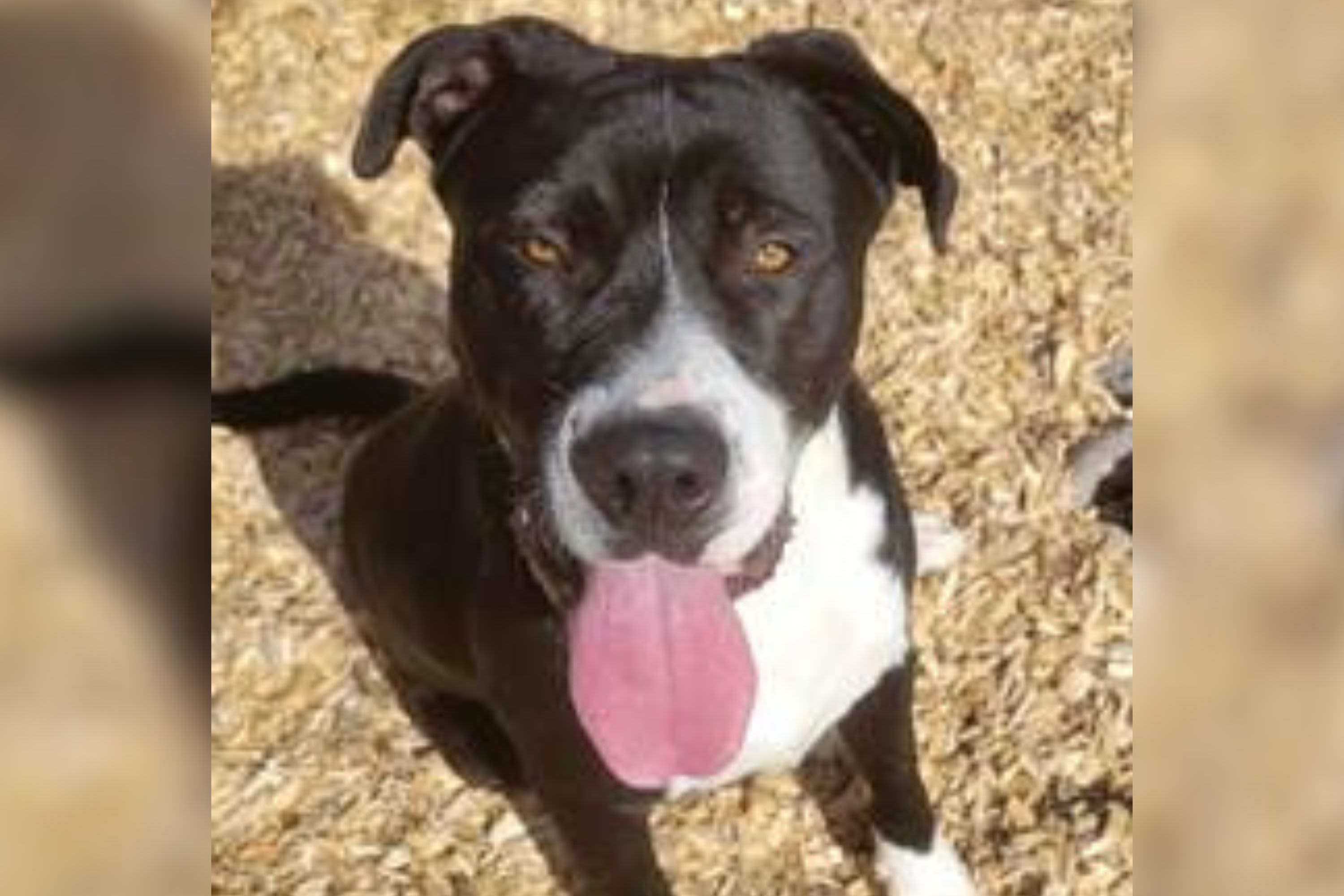 Man adopts Great Dane from shelter, day later the dog saves his life