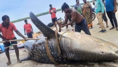 Video: Massive Whale Sharks Accidentally Caught By Fishermen Near Machilipatnam In Andhra Pradesh