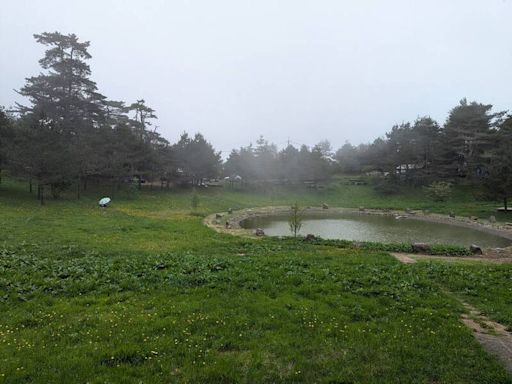 颱風來襲！武陵、福壽山農場紛休園 梨山果農搶收水蜜桃