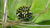 Wild Northern Corroboree Frogs Spotted For First Time In Five Years