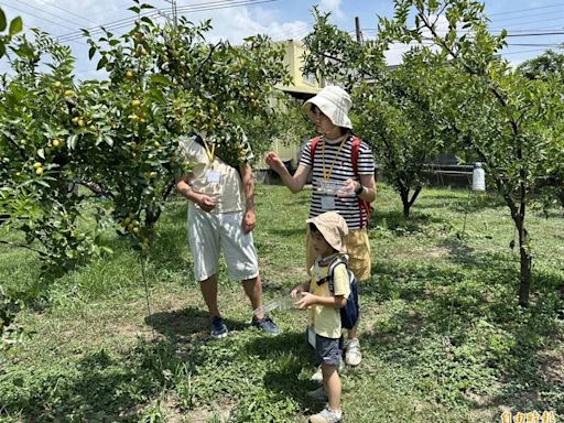 苗縣公館紅棗節登場 遊客享受採果樂