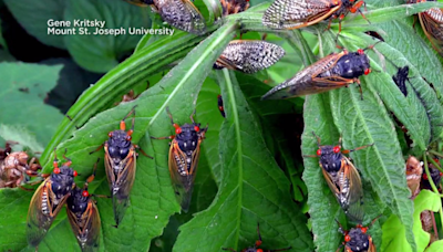What do cicadas sound like, and why are they so loud?