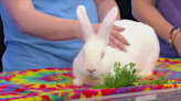 Furry Friends Friday: Meet Ninja, a rabbit up for adoption in Baton Rouge