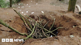 Warwickshire badger sett destroyed and 50 trees trashed for illegal bike trail