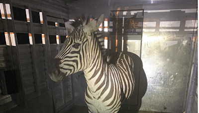 Zebra captured in Washington after a week-long search