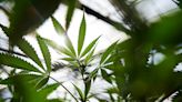 DEA agrees to biggest pot reform in 50 years, AP reports