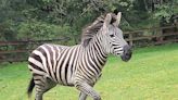 Zebra remains on the loose in Washington state as officials close trailheads to keep people away - East Idaho News