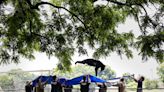 Bear in tree puts Cumberland County high school on alert