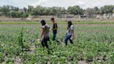 La pandemia inspira a una nueva generación agricultora