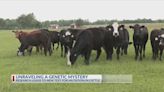 East Texas Rancher helps uncover a genetic mystery