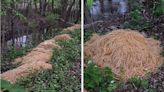 Someone Dumped 500 Pounds Of Pasta In A New Jersey Town, And Now We Know Why