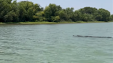 Video: Nearly 8-foot alligator spotted along Rio Grande River
