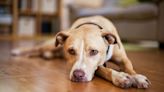 Recent Dog Flu Outbreaks: Why Your Pup Might Need Another Shot