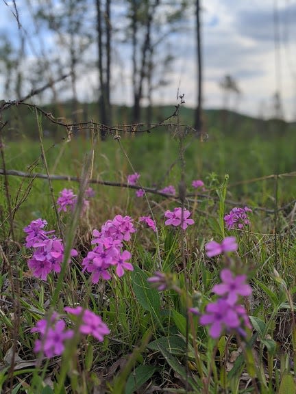 Enjoy goldenrods, asters, and other fall flowers during Sept. 21 hike near Crab Orchard