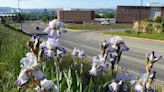 New irises blooming at Billings and Laurel gardens ahead of national convention