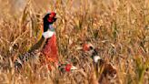 North Dakota upland game bird harvests increase in 2023, Game and Fish says
