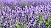 When Does Lavender Bloom? A Guide to Peak Blooming Season
