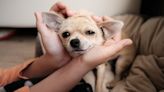 Dentist Office in NYC That Allows Dogs Sets the Bar Super High