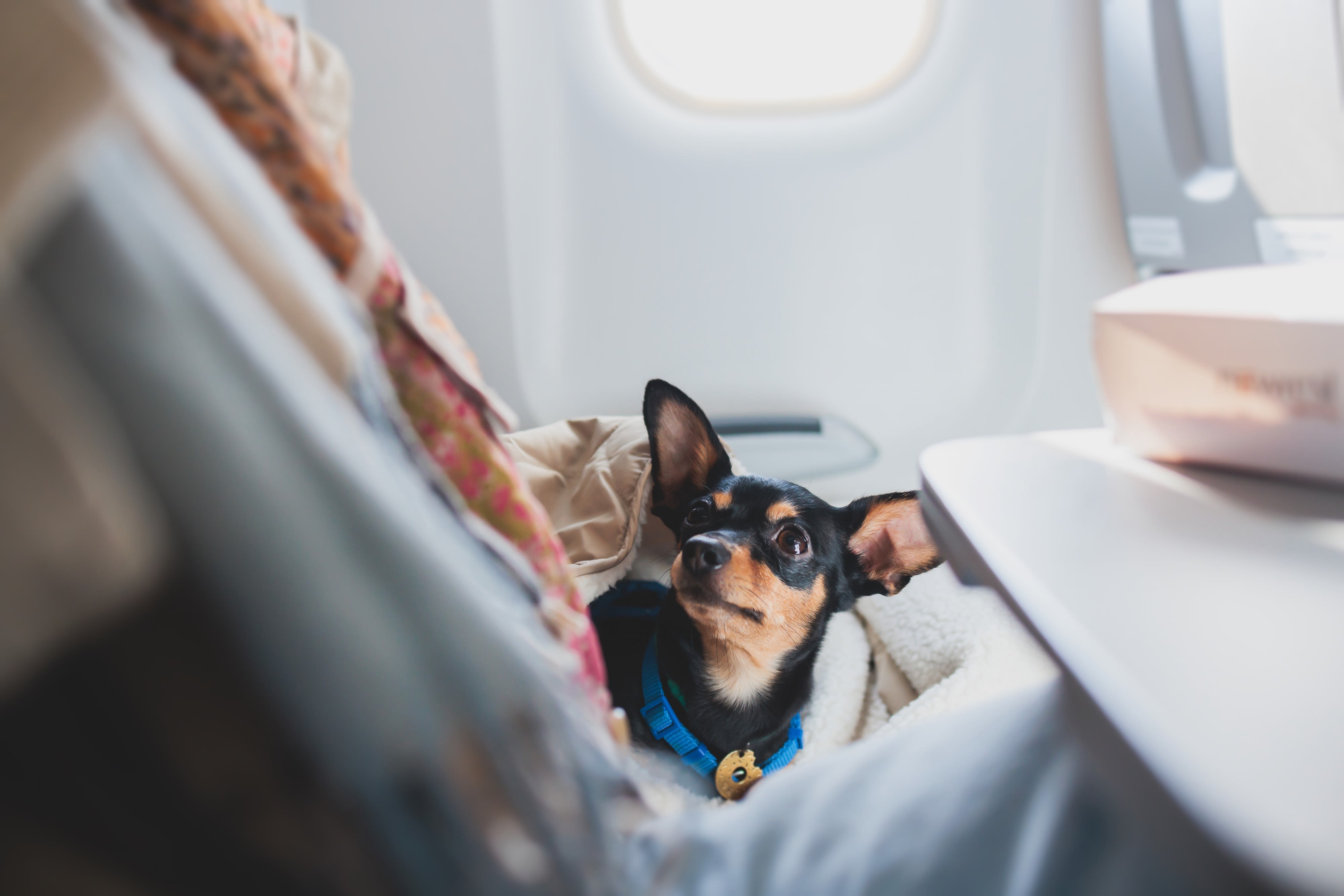 How to protect your pet during an in-flight emergency