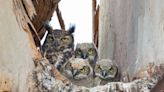 Great Horned Owl Sweetly Adopts Abandoned Owlets As Her Own