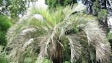 CHARLES REYNOLDS: Disease ravages popular landscape palms