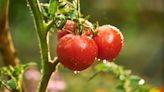 How often should you water tomato plants and when should you do it?