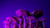 What do magic mushrooms do to your brain? A midflight crisis raises questions.
