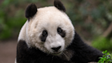 San Diego Zoo prepares for the return of giant pandas