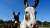 Couple Hilariously Explains How They Unexpectedly Became Parents to a Mini Donkey Duo