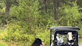 The 'lunch bandit:' B.C. bear swipes snacks right from a golf cart