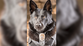 Cranston K-9 laid to rest after procession