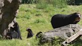 Un nacimiento poco común: los trillizos de oso andino que conquistan corazones en NY
