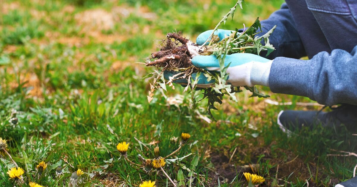 Weeds will ‘disappear’ from garden for good with 75p homemade solution