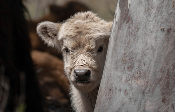 Mini Cow Making a ‘Big Jump’ Out of Truck Is Cute Beyond Words