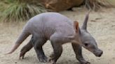 San Diego Zoo welcomes 1st aardvark birth in years