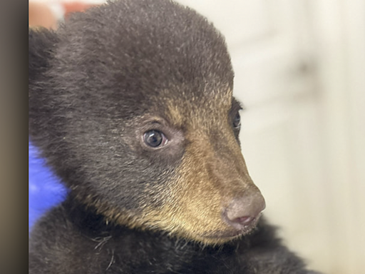 Bear cub orphaned due to selfies 'thriving' at refuge after failed attempts to reunite it with mother