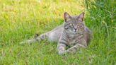 Stray Kitten Who Interrupted Couple’s Wedding Finds Forever Home With Them