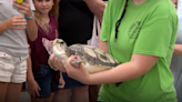 Brevard County group marks 10 years of saving sea turtles with plans to build aquarium