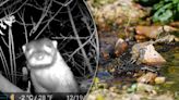 American River Otters spotted in Ridley Creek for first time in over 100 years: 'Monumental event'