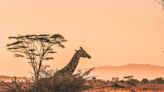 有錢人去哪裡旅遊？頂級奢華旅遊Top5推薦 非洲動物大遷徙、極地Glamping