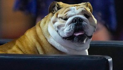 Meet Babydog, the chonky English bulldog who stole the show at the RNC