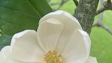 Over the Garden Fence: Enjoying the beauty of magnolias and their 100M-year history