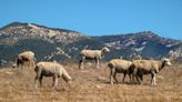 Volunteers wanted: Must love Santa Barbara's great outdoors. And sheep