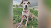 KC Pet Project helping injured dog shot by crossbow