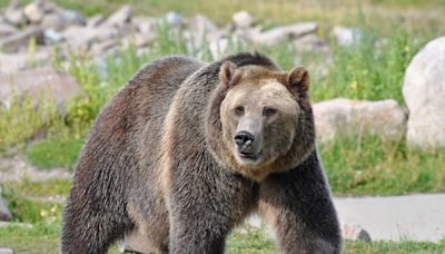 Wildlife Photographer Goes Eye-to-Eye with Brown Bear and the Resulting Image Is Jaw-Dropping