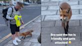 Fox goes viral after biting man’s leg moments after claiming they’re ‘friendly’ - Dexerto