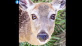 Beloved deer killed by wild bear inside their enclosure at nature park, NC officials say