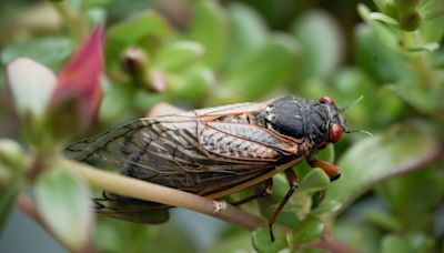 Alabama Cicada-geddon: Trillions of insects to emerge during rare dual-brood event