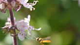La importancia de las abejas meliponas para la gastronomía, medicina tradicional y culturas mexicanas